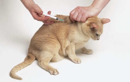 Cum să injectați corect o pisică