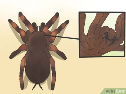 Cum să recunoască un păianjen tarantula