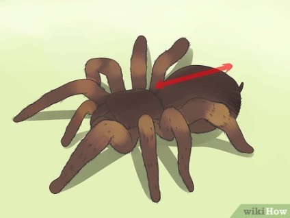 Cum să recunoască un păianjen tarantula