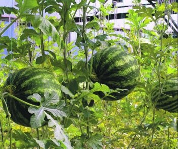 Cum să plantezi un pepene verde pe un teren deschis