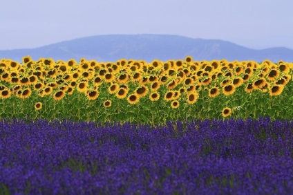 Cum se recoltează lavanda