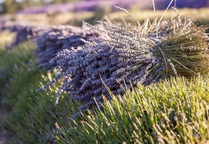 Cum se recoltează lavanda