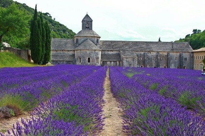 Cum se recoltează lavanda