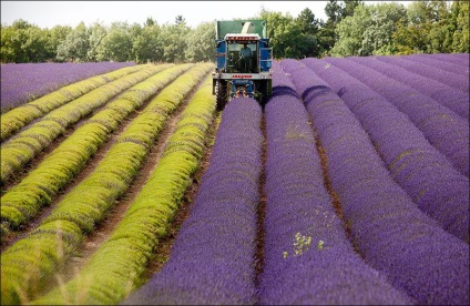 Cum se recoltează lavanda