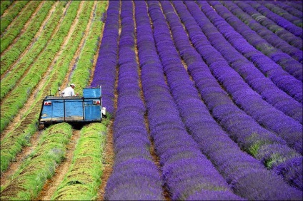 Cum se recoltează lavanda