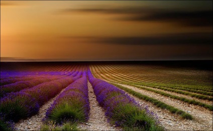 Cum se recoltează lavanda