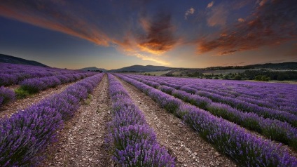 Cum se recoltează lavanda