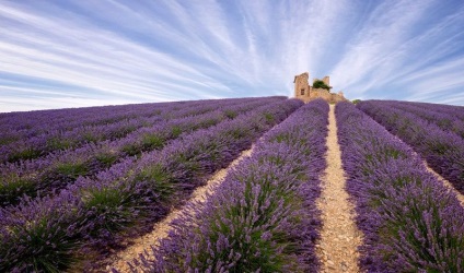 Cum se recoltează lavanda