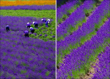 Cum se recoltează lavanda