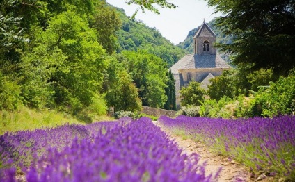 Cum se recoltează lavanda