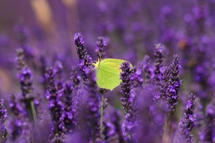 Cum se recoltează lavanda