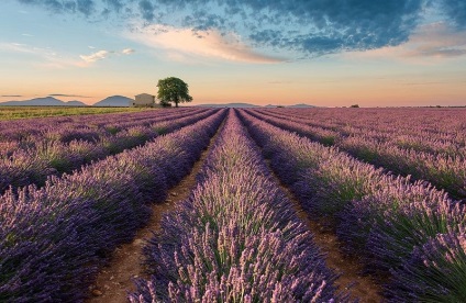 Cum se recoltează lavanda