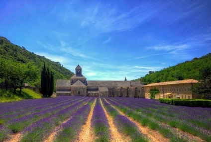 Cum se recoltează lavanda