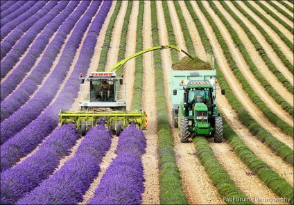 Cum se recoltează lavanda