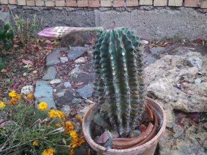 Cactus echinopsis este o plantă suculentă, îngrijire și reproducere