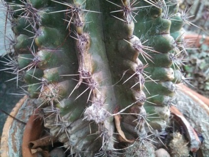 Cactus echinopsis este o plantă suculentă, îngrijire și reproducere