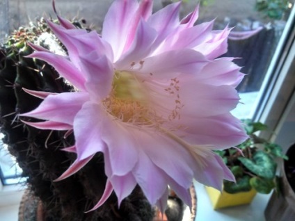 A Cactus echinopsis egy zamatos növény, gondoskodás és reprodukció