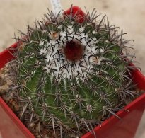 Cactusul avea spini, plante de casa