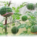 Cum să aibă grijă de un pepene verde - care crește într-o seră și pe teren deschis
