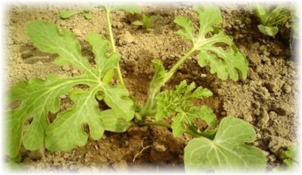 Cum să aibă grijă de un pepene verde - care crește într-o seră și pe teren deschis
