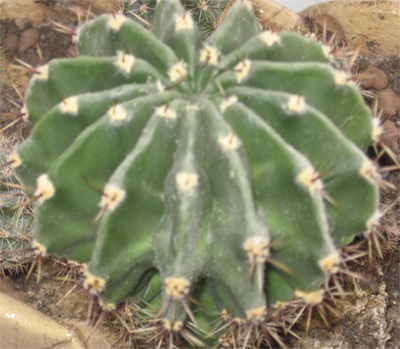 Cum să ai grijă de Echinopsis