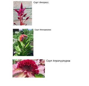 Как да се грижим за цветя celosia, растящи съвети, снимка - моя живот