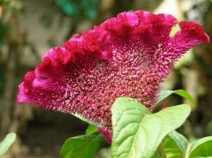 Как да се грижим за цветя celosia, растящи съвети, снимка - моя живот