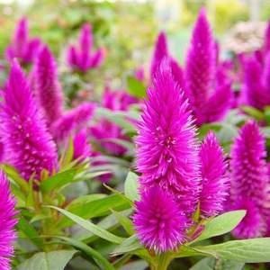 Как да се грижим за цветя celosia, растящи съвети, снимка - моя живот