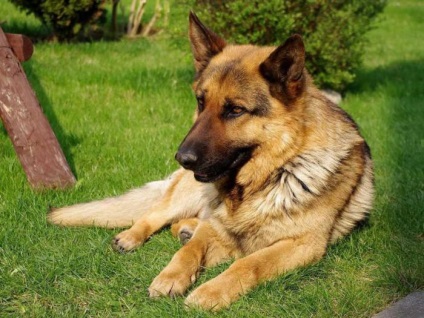 Cum sa alegi un prieten cu patru picioare din cele 11 cele mai bune rase de caini