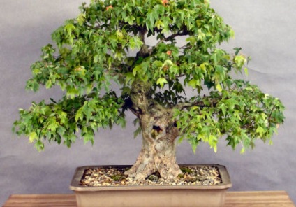 Cum să crești bonsai acasă