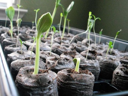 Cum să crești un violet din semințe acasă