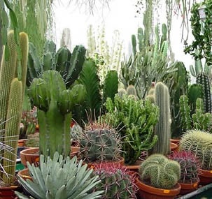 Hogyan növekszünk egy kaktuszt, kertészetet24