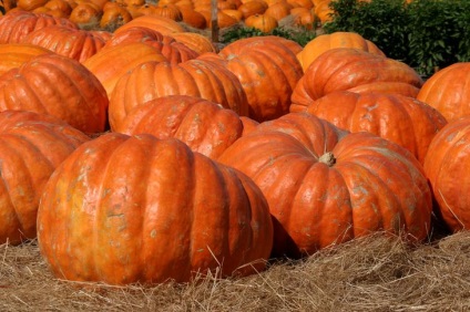 Hogyan vágjunk egy sütőtök Halloween-be 6 egyszerű lépés