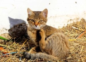 Як вивести бліх у кота народними кошти в домашніх умовах