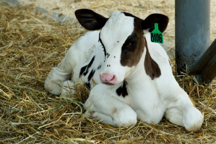 Cum este aranjat totul în viața de vaci la o plantă de reproducere