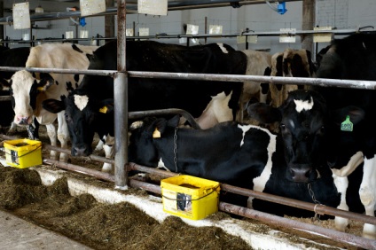 Hogy minden rendben van a tehenek életében egy tenyésztő üzemben