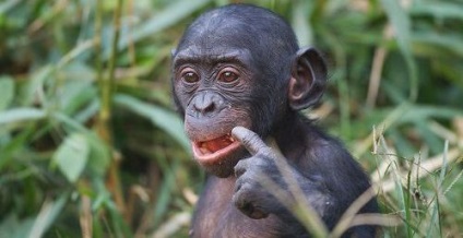 Cimpanzeul dwarf