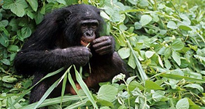 Cimpanzeul dwarf