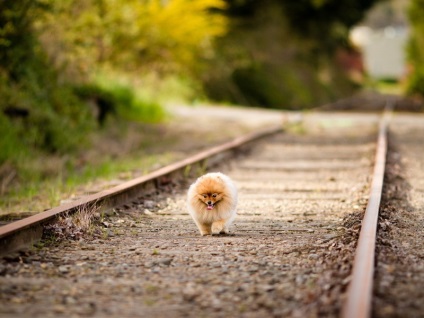 Câini de buzunar ca o afacere - Pomeranian Pomeranian