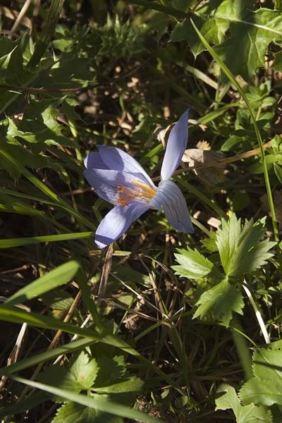 Rezervația Biosferei Naturale a Caucazului de Stat