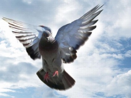 Miért vannak galambok sok madárral, egy egész csomaggal, takarmánnyá vagy álomba fogják őket