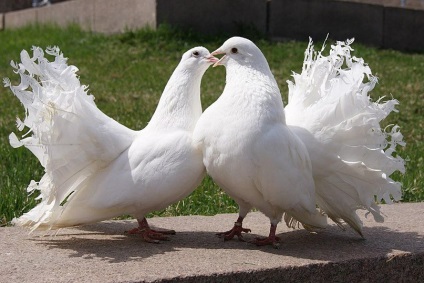De ce porumbeii au o mulțime de păsări, un întreg pachet, să le hrănească sau să le prindă într-un vis