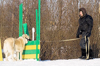 Centrul de formare a câinilor Grand, câini de formare în Sankt Petersburg