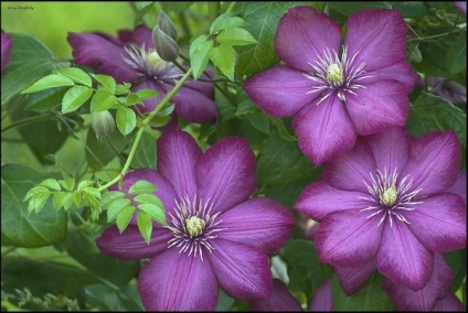 Clematis plantare și îngrijire, adăpost pentru iarnă, video, plante o grădină