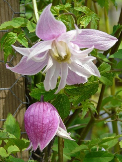 Clematis plantare și îngrijire, adăpost pentru iarnă, video, plante o grădină