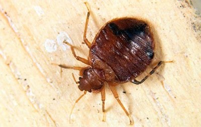 Bedbugs în apartament, cum să scapi de remediu folcloric - pelin, utilizarea de pelin sub formă de decoct