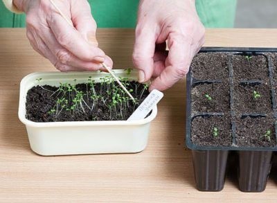 Când să plantezi termenii petuniei, căile, temperatura