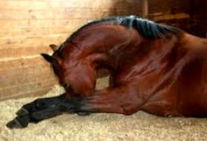 Colic în cai - simptome și prevenire