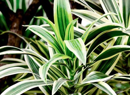 Beltéri növények tisztítják a levegőt