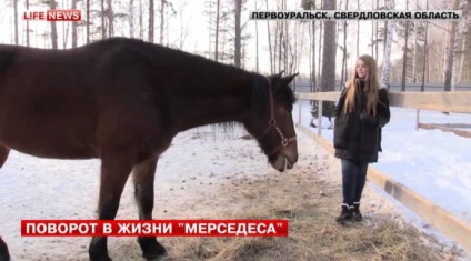 Ei vroiau să trimită calul la tânăr, dar anastasia de 17 ani a decis altfel!